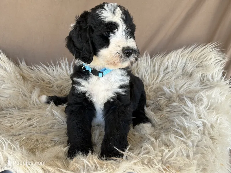 Light Blue Collar Girl – Bernedoodle puppy for sale in Norco, CA
