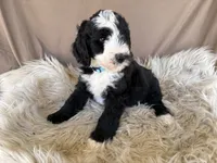 Light Blue Collar Girl, a female Bernedoodle for sale in Norco, CA – 7 of 7