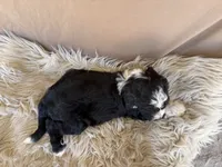 Purple Collar Girl, a female Bernedoodle for sale in Norco, CA – 6 of 6