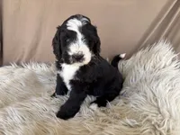 Green Collar Boy, a male Bernedoodle for sale in Norco, CA – 5 of 9