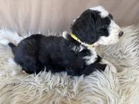 Yellow Collar Girl, a female Bernedoodle for sale in Norco, CA – 4 of 7