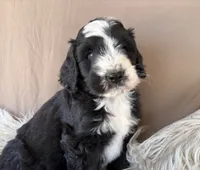 Green Collar Boy, a male Bernedoodle for sale in Norco, CA – 3 of 9