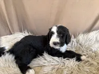 Light Blue Collar Girl, a female Bernedoodle for sale in Norco, CA – 4 of 7