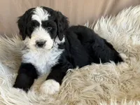 Yellow Collar Girl, a female Bernedoodle for sale in Norco, CA – 1 of 7
