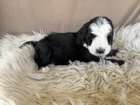 Pink Collar Girl, a female Bernedoodle for sale in Norco, CA – 4 of 6