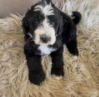 Orange Collar Boy, a male Bernedoodle for sale in Norco, CA – 1 of 5