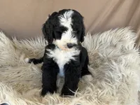 Light Blue Collar Girl, a female Bernedoodle for sale in Norco, CA – 3 of 7