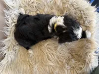 Yellow Collar Girl, a female Bernedoodle for sale in Norco, CA – 6 of 7