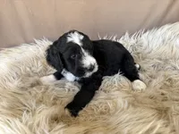 Purple Collar Girl, a female Bernedoodle for sale in Norco, CA – 4 of 6