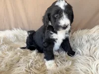 Purple Collar Girl, a female Bernedoodle for sale in Norco, CA – 3 of 6