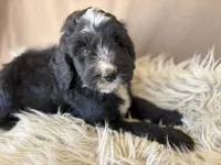 Grey Collar Boy, a male Bernedoodle for sale in Norco, CA – 6 of 6