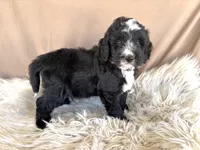 Grey Collar Boy, a male Bernedoodle for sale in Norco, CA – 2 of 6