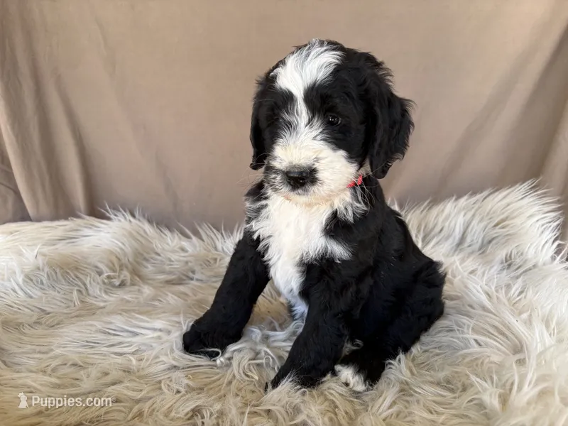 Red Collar Girl – Bernedoodle puppy for sale in Norco, CA