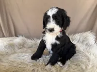 Red Collar Girl, a female Bernedoodle for sale in Norco, CA – 1 of 5
