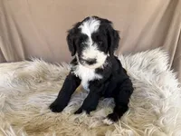 Red Collar Girl, a female Bernedoodle for sale in Norco, CA – 5 of 5
