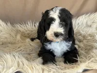 Light Blue Collar Girl, a female Bernedoodle for sale in Norco, CA – 2 of 7