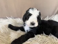 Pink Collar Girl, a female Bernedoodle for sale in Norco, CA – 5 of 6