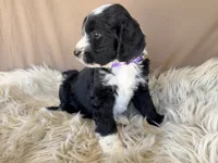 Purple Collar Girl, a female Bernedoodle for sale in Norco, CA – 2 of 6