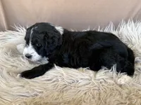 Dark Blue Collar Girl, a female Bernedoodle for sale in Norco, CA – 2 of 5