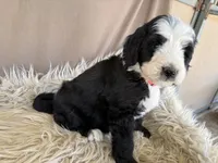 Pink Collar Girl, a female Bernedoodle for sale in Norco, CA – 6 of 6