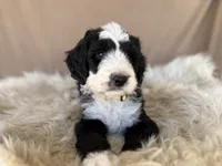 Yellow Collar Girl, a female Bernedoodle for sale in Norco, CA – 3 of 7