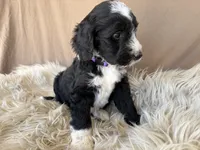 Purple Collar Girl, a female Bernedoodle for sale in Norco, CA – 5 of 6
