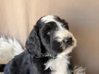 Green Collar Boy, a male Bernedoodle for sale in Norco, CA – 2 of 9