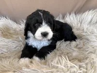 Dark Blue Collar Girl, a female Bernedoodle for sale in Norco, CA – 3 of 5