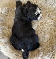 Orange Collar Boy, a male Bernedoodle for sale in Norco, CA – 5 of 5