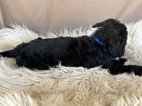 Dark Blue Collar Girl, a female Bernedoodle for sale in Norco, CA – 4 of 5