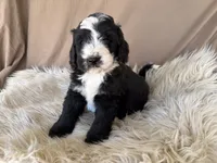 Green Collar Boy, a male Bernedoodle for sale in Norco, CA – 4 of 9
