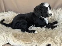Red Collar Girl, a female Bernedoodle for sale in Norco, CA – 2 of 5