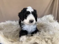 Yellow Collar Girl, a female Bernedoodle for sale in Norco, CA – 2 of 7