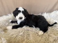 Yellow Collar Girl, a female Bernedoodle for sale in Norco, CA – 7 of 7