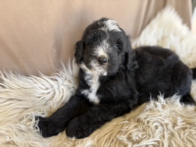 Grey Collar Boy – Bernedoodle puppy for sale in Norco, CA