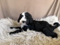 Light Blue Collar Girl, a female Bernedoodle for sale in Norco, CA – 5 of 7