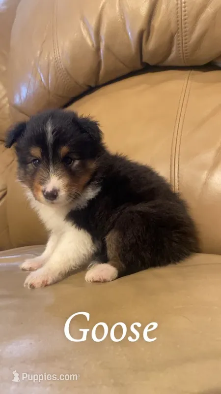 Goose – Shetland Sheepdog puppy for sale in McDade, TX