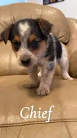 Chief, a male Australian Cattle Dog for sale in McDade, TX – 3 of 7