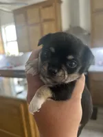 Patty, a female Chihuahua for sale in McDade, TX – 2 of 5