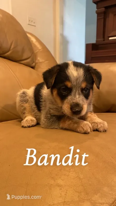 Bandit – Australian Cattle Dog puppy for sale in McDade, TX