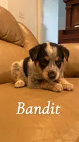 Bandit, a male Australian Cattle Dog for sale in McDade, TX – 1 of 6