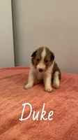 Duke, a male Shetland Sheepdog for sale in McDade, TX – 2 of 3