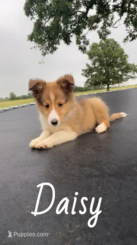 Daisy – Shetland Sheepdog puppy for sale in McDade, TX