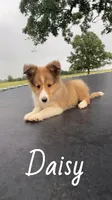 Daisy, a female Shetland Sheepdog for sale in McDade, TX – 1 of 10