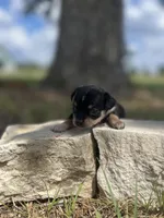 Nighthawk, a female Chihuahua for sale in McDade, TX – 2 of 3