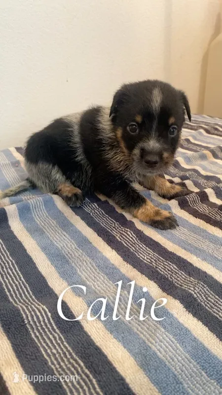Callie – Australian Cattle Dog puppy for sale in McDade, TX