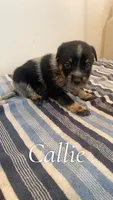 Callie, a female Australian Cattle Dog for sale in McDade, TX – 1 of 3
