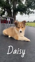 Daisy, a female Shetland Sheepdog for sale in McDade, TX – 3 of 10