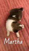 Martha, a female Shetland Sheepdog for sale in McDade, TX – 3 of 3