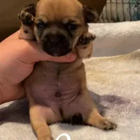 Joe, a male Chihuahua for sale in McDade, TX – Photo 3 of 4